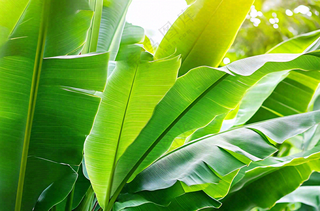 香蕉树芭蕉叶绿色植物摄影图