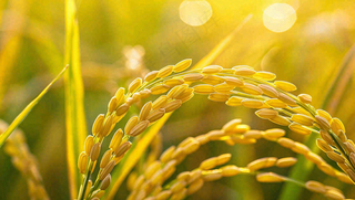 稻田稻谷稻穗粮食收成小满芒种世界粮食日摄影图