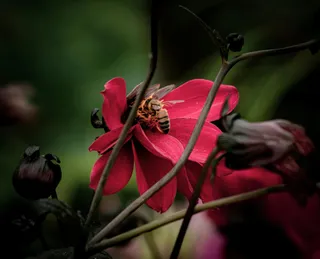 幽暗夜中的绯红梦境
