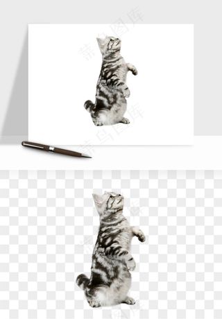 猫咪喵星人狗狗宠物元素png免抠