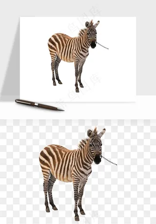 斑马动物png免抠