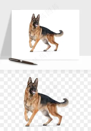 猫咪喵星人狗狗宠物元素png免抠