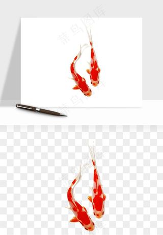 锦鲤鱼手绘水墨png免抠