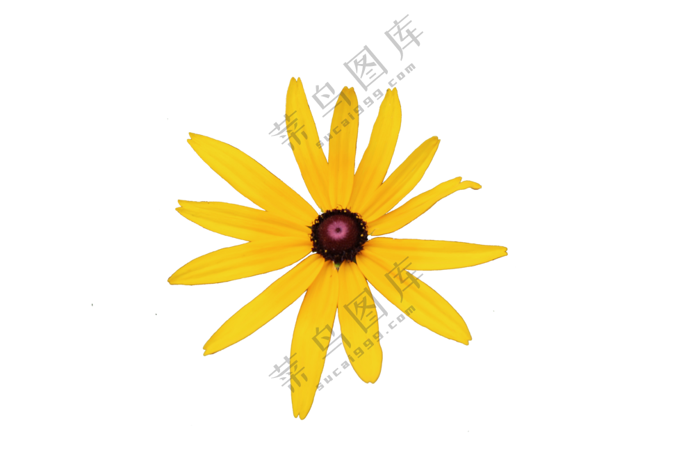 黄色免抠花卉 黑心金光菊