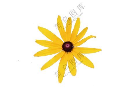 黄色免抠花卉 黑心金光菊