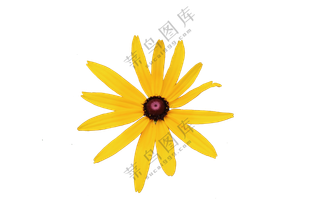 黄色免抠花卉 黑心金光菊