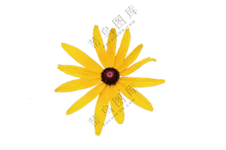 黄色免抠花卉 黑心金光菊