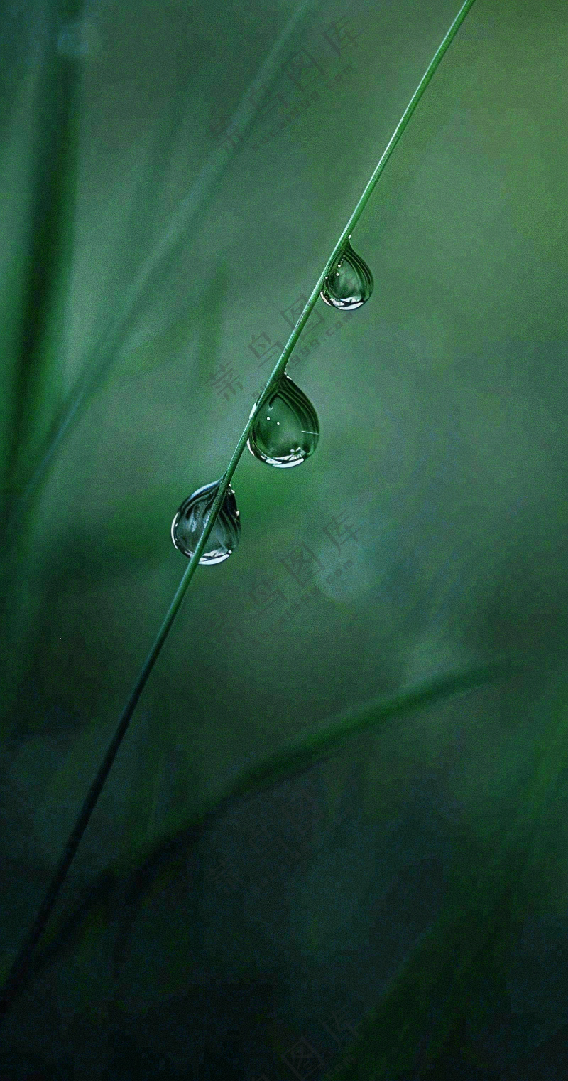白露节气