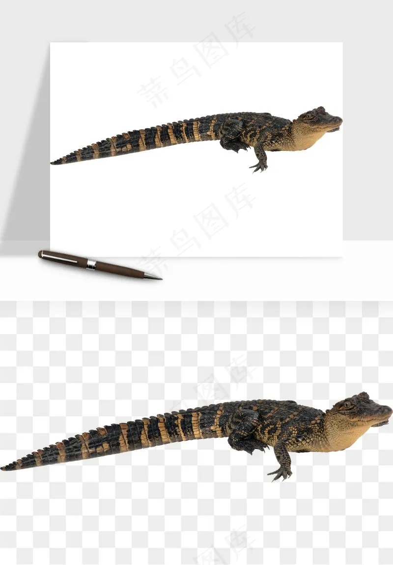 鳄鱼动物png免抠
