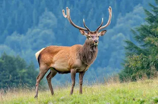 鹿动物山间草原的鹿摄影图