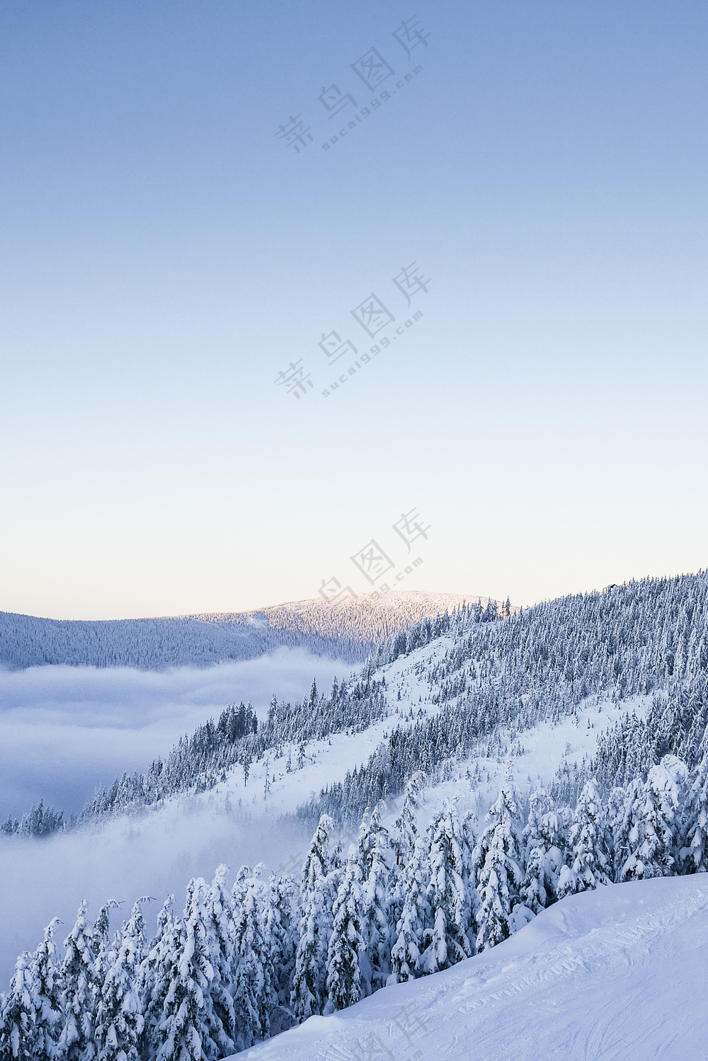 天空下覆盖着雪的丘陵树木