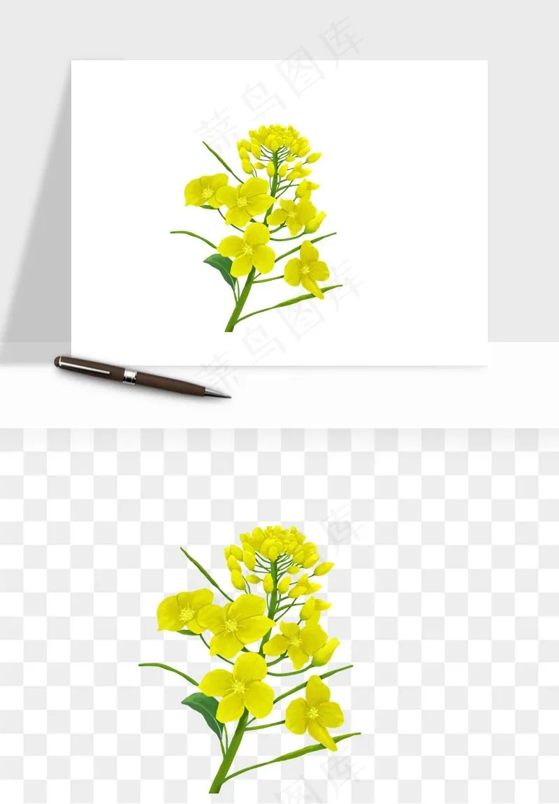 油菜花田png免抠