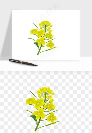 油菜花田png免抠