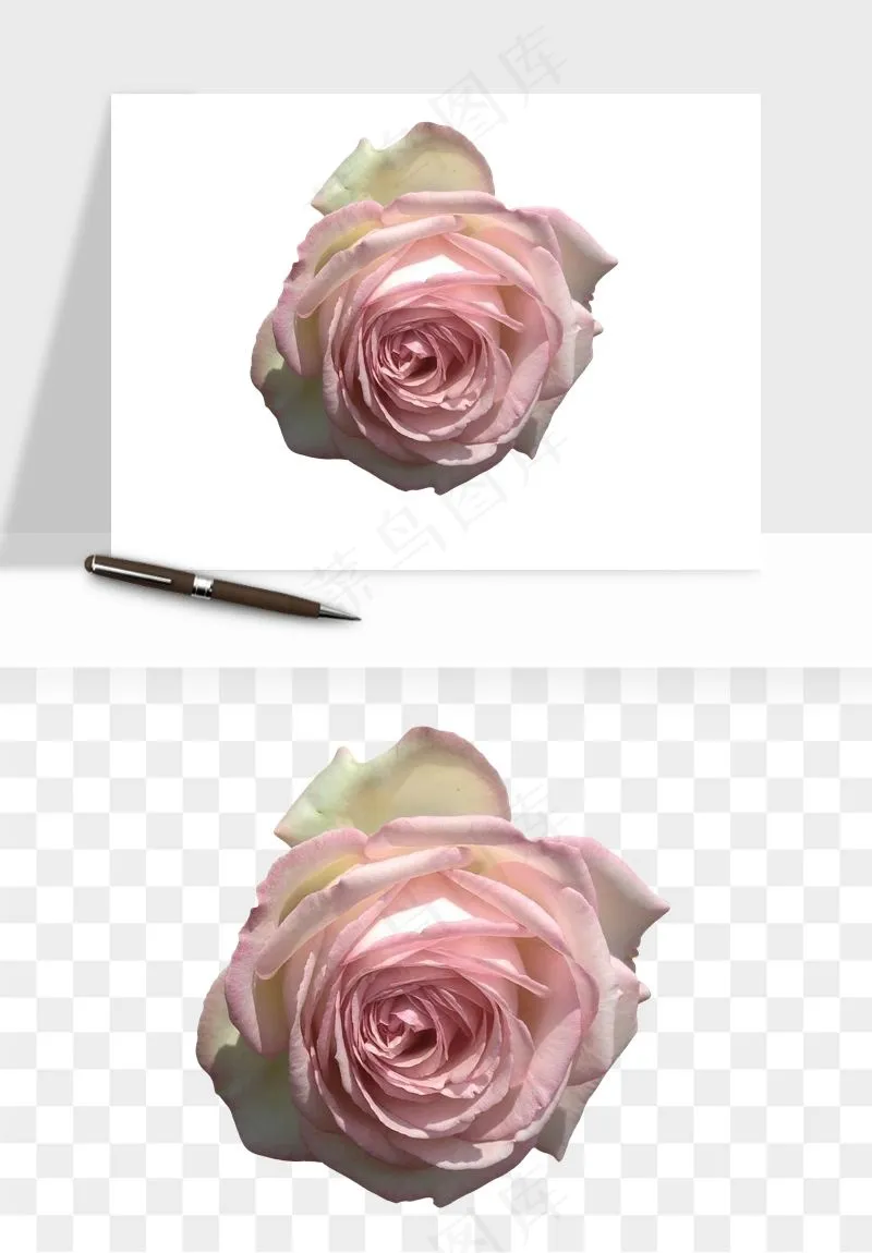 复古鲜花玫瑰png免抠