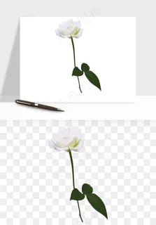 白玫瑰花枝花束png免抠