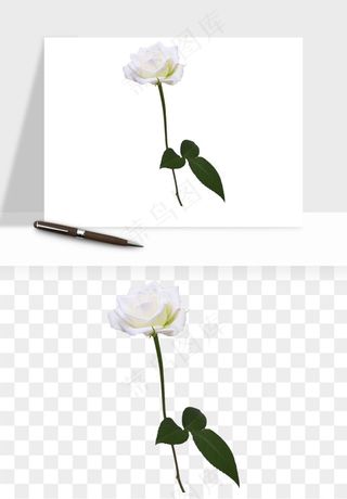 白玫瑰花枝花束png免抠