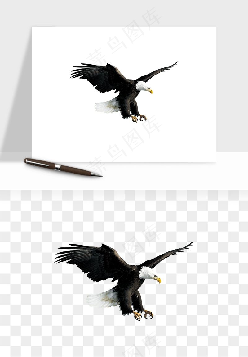 老鹰雄鹰展翅png免抠