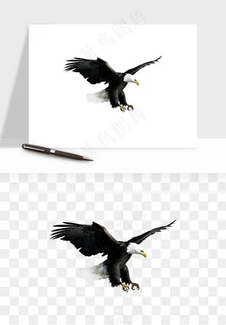 老鹰雄鹰展翅png免抠