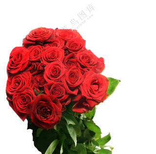 玫瑰花图片