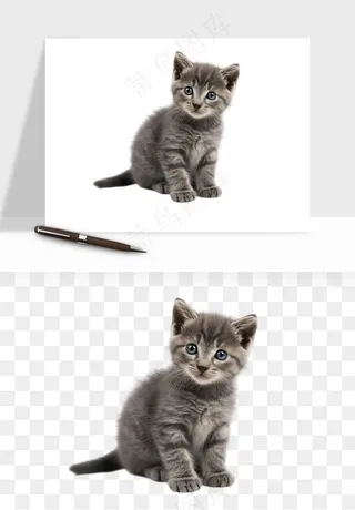 猫咪喵星人狗狗宠物元素png免抠