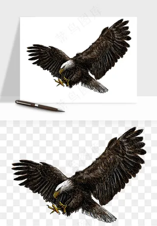 老鹰雄鹰展翅png免抠