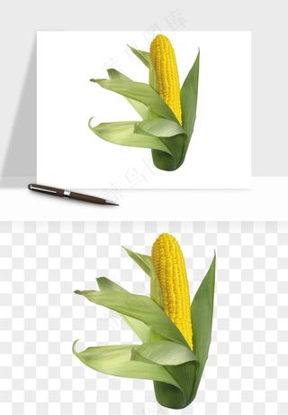 玉米带叶玉米png免抠
