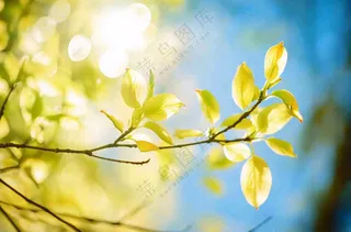 阳光下的绿叶枝头树摄影图