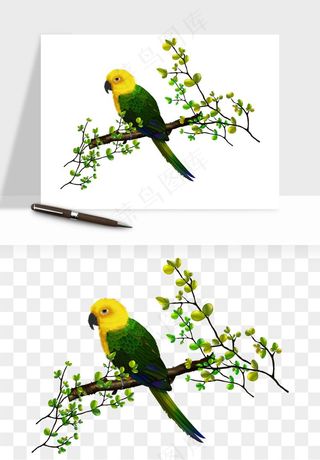 鹦鹉八哥鸟宠物png免抠
