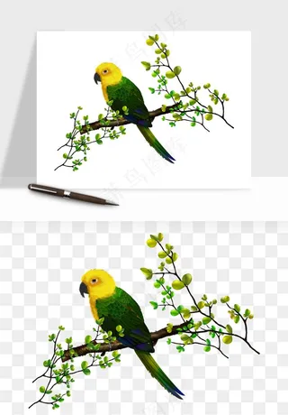 鹦鹉八哥鸟宠物png免抠