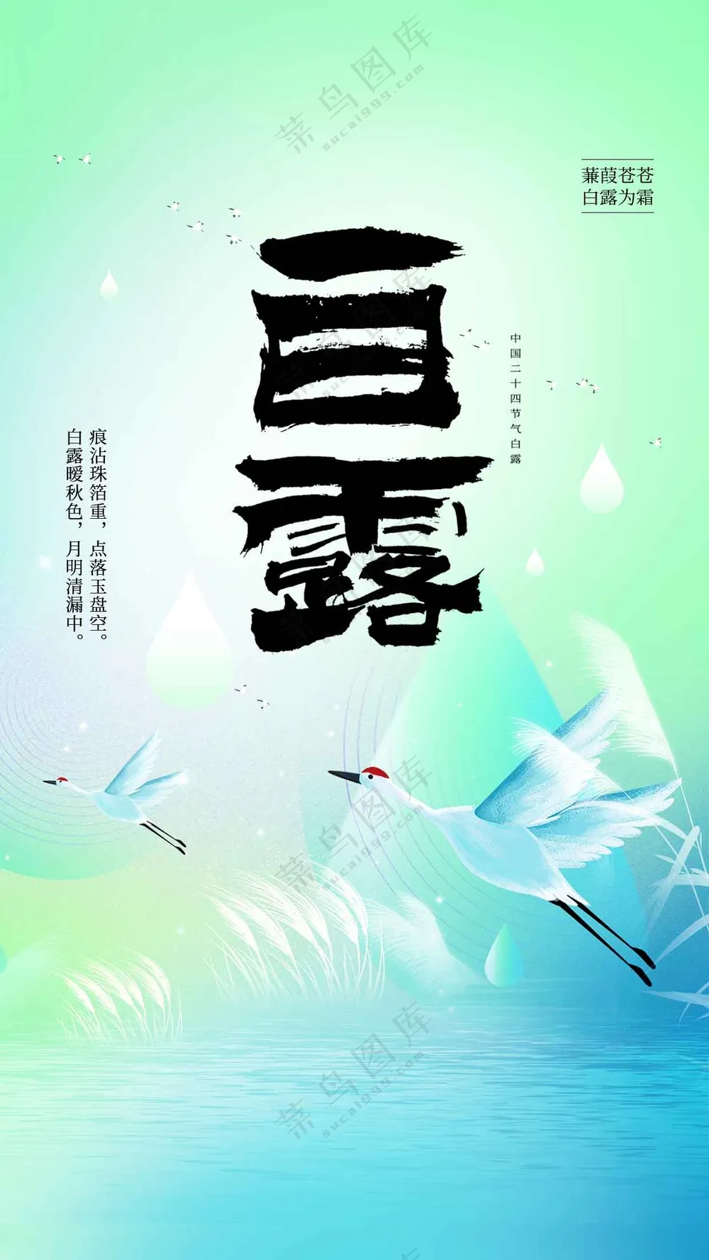 白露节气传统海报