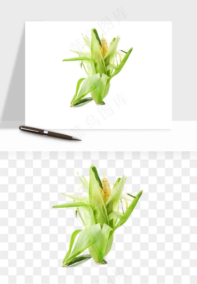 玉米带叶玉米png免抠