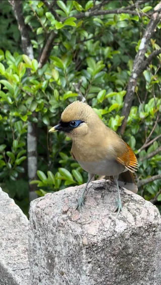画眉青鸟知我心