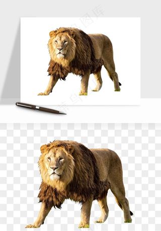 狮子雄狮狮王动物png免抠