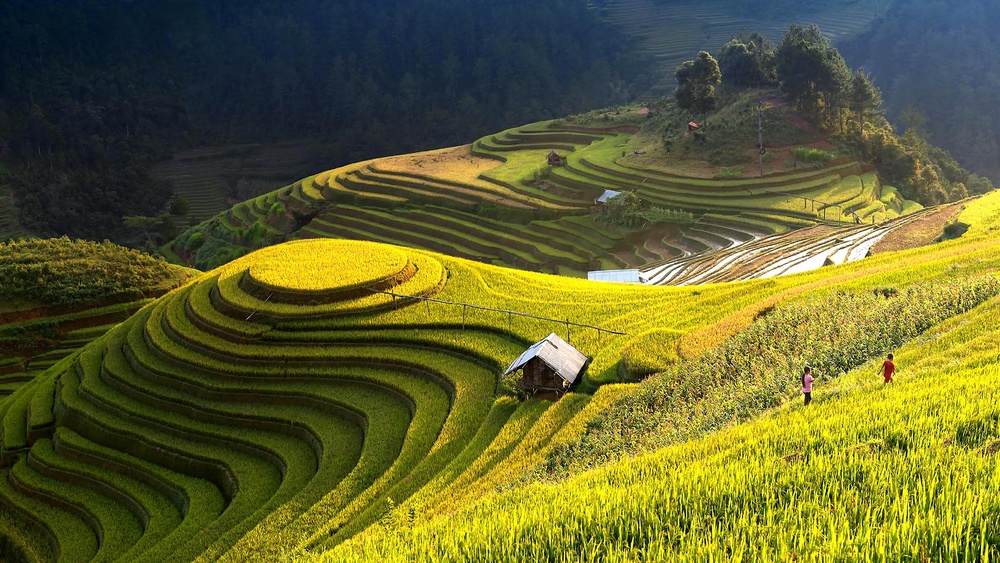 绿黄梯田劳作图：清新几何自然景