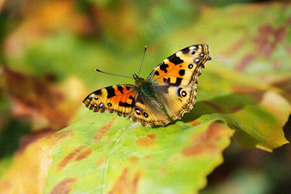 蝴蝶昆虫春天植物摄影图
