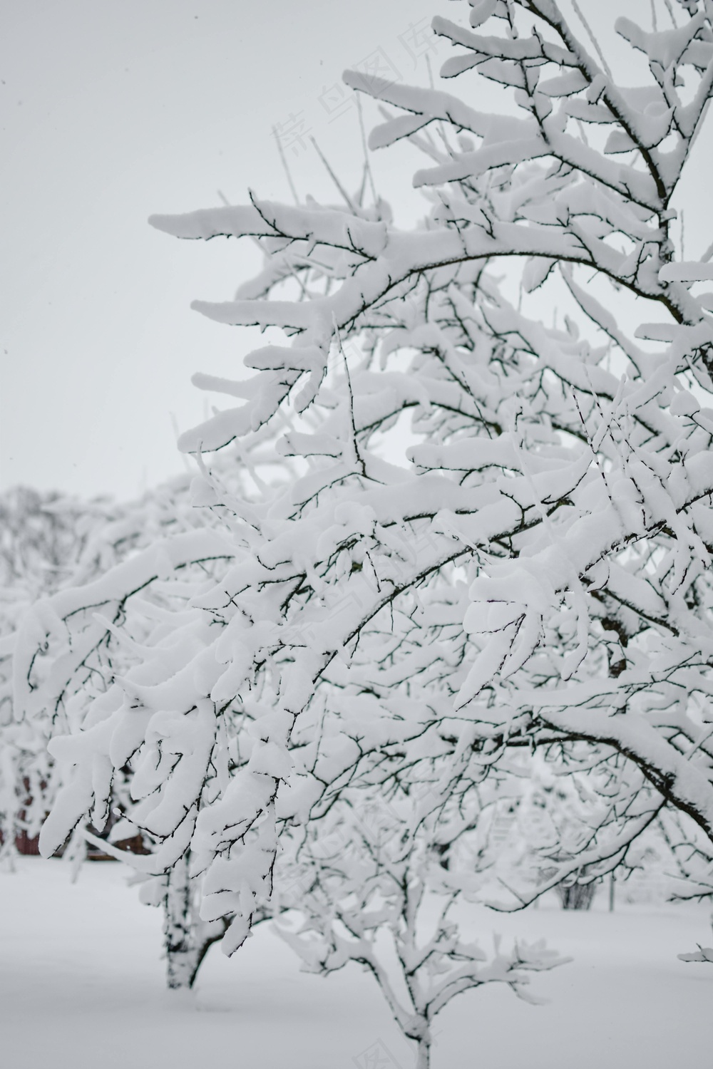 雪覆古树冬韵图 纯白典雅壁纸景
