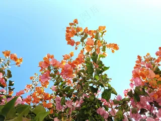 缤纷夏日里的花朵盛宴