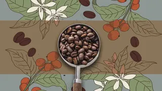 插画风咖啡豆海报