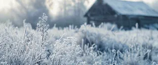 冬天植物森林里的木屋白雪覆盖小寒小雪摄影图