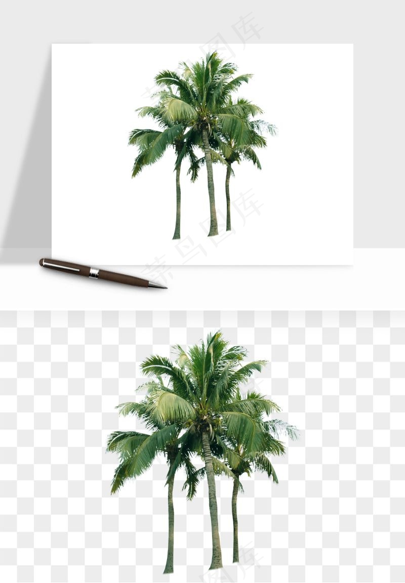 棕榈树椰树png免抠