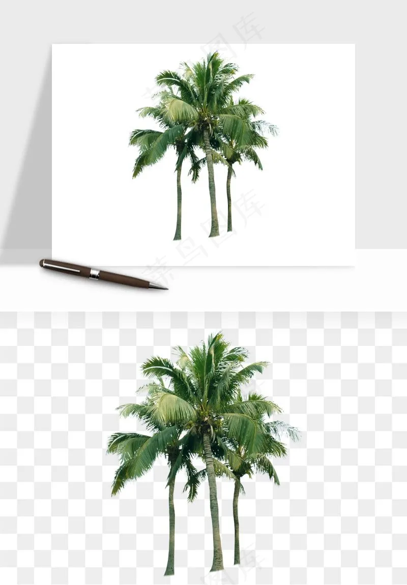 棕榈树椰树png免抠