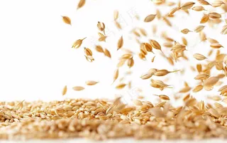 世界粮食日谷物米饭稻谷小麦摄影图