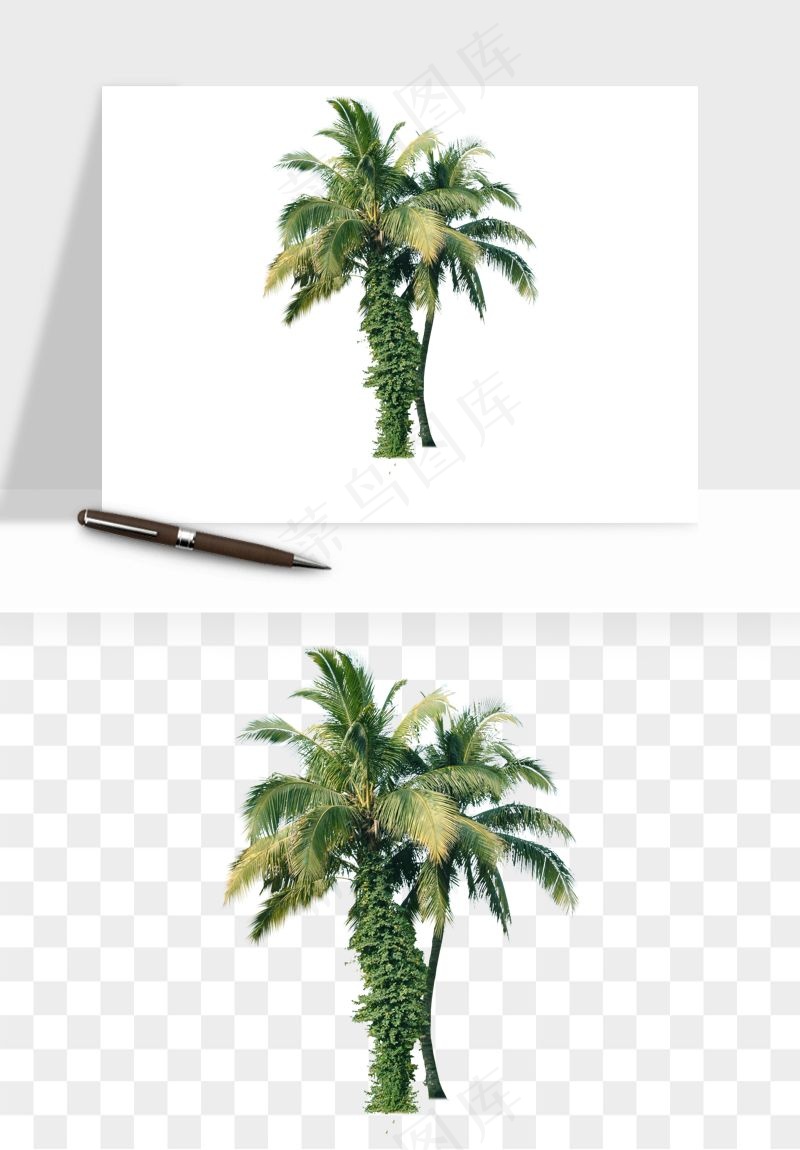 棕榈树椰树png免抠