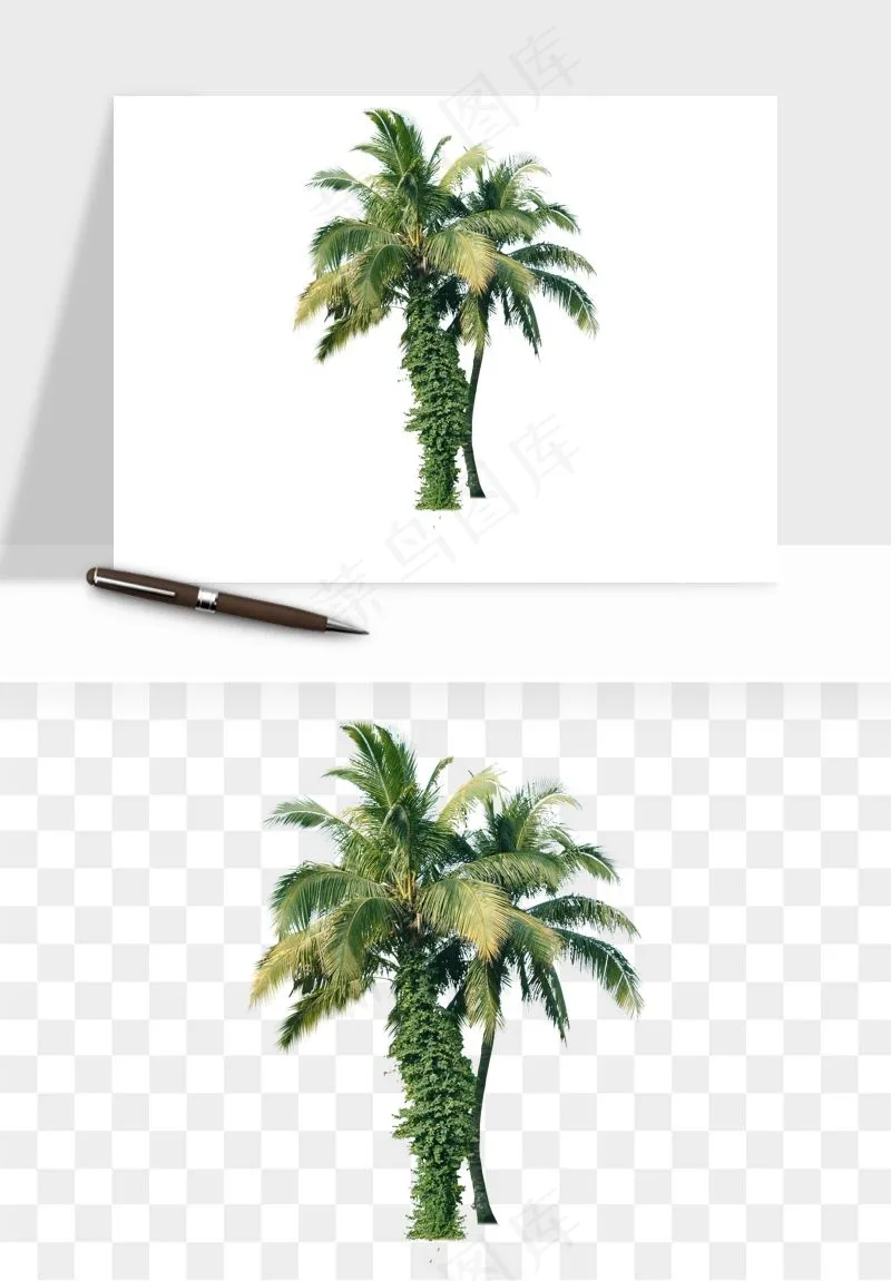 棕榈树椰树png免抠