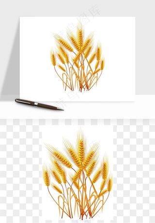 手绘麦穗稻穗麦秆矢量png免抠