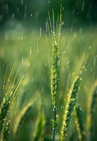 春天雨天绿色小麦麦穗粮食小满摄影图
