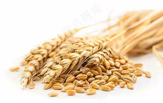 世界粮食日谷物米饭稻谷小麦摄影图