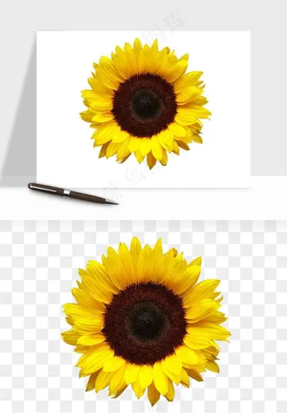 向日葵太阳花卉png免抠