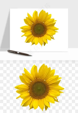 向日葵太阳花卉png免抠