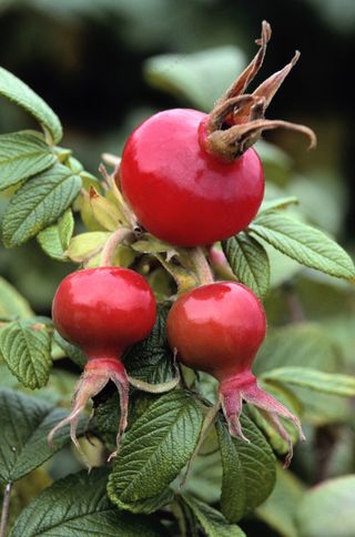 新鲜水果摄影图片 (34)